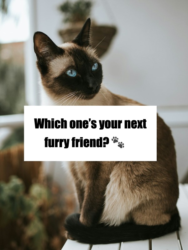 10 short-haired cats you NEED to know about 🐱✨