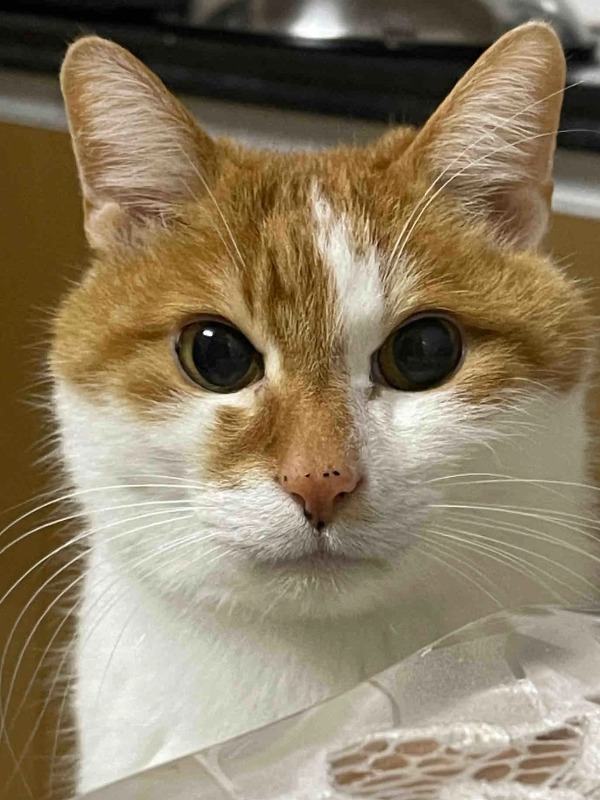 what’s this black dot on my cat’s nose? should i worry?