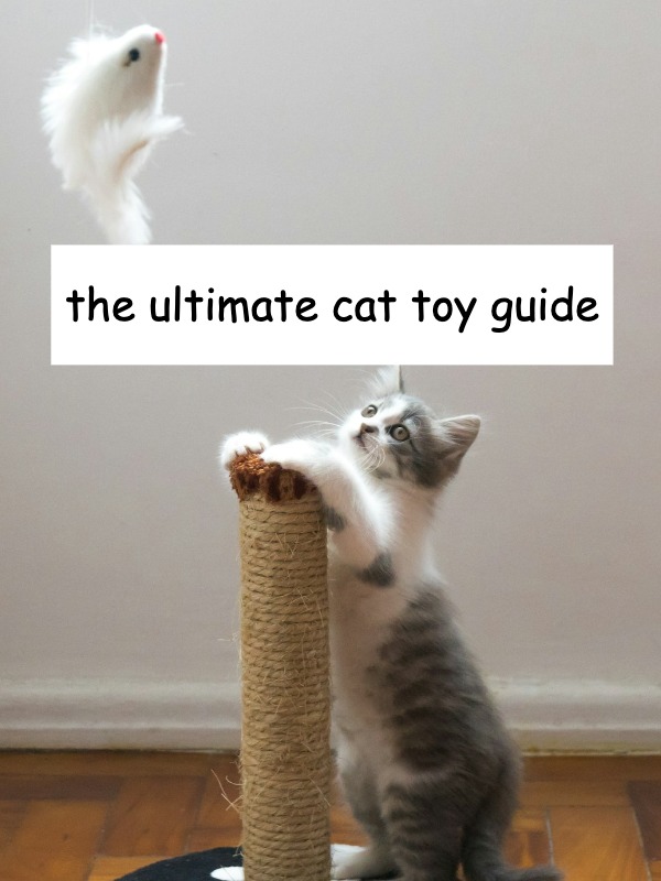 what's the best cat toy for endless fun and play?