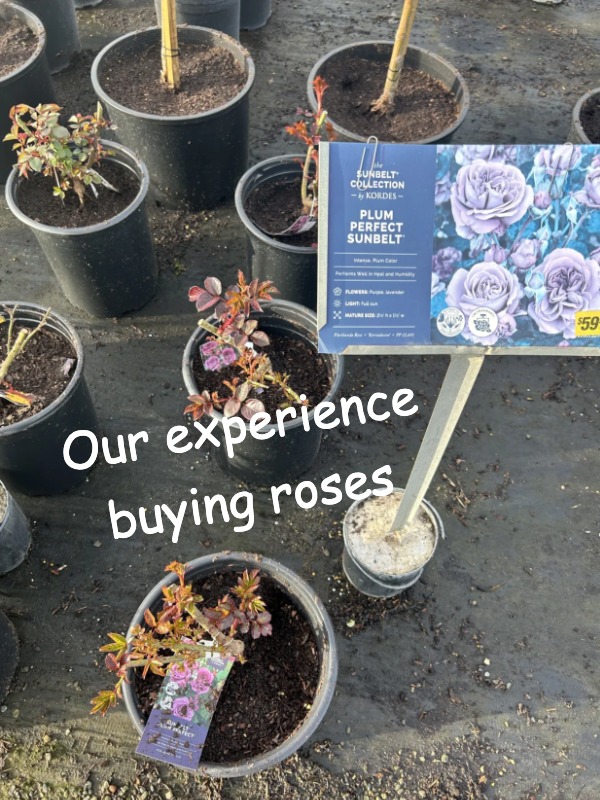 Just found the best spot for purple roses in Fremont