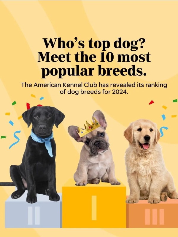 frenchies rule the charts—but who’s that at #53??