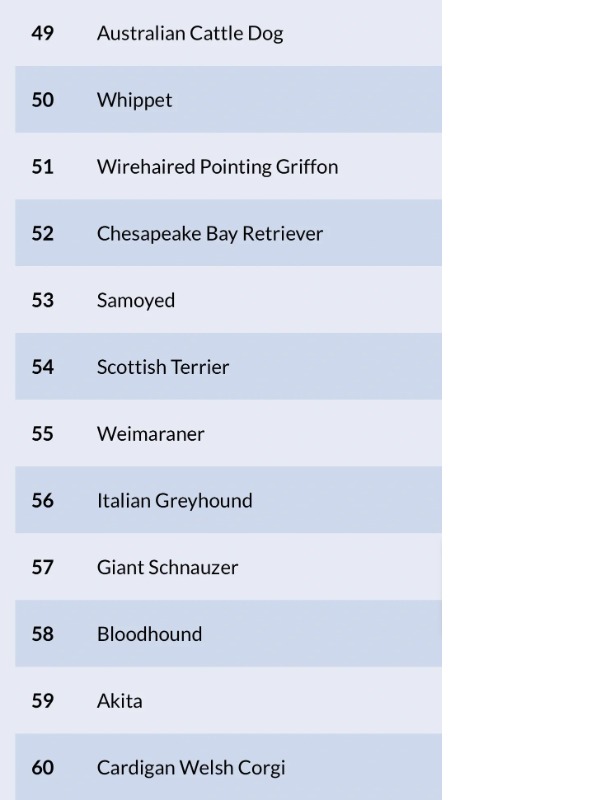 frenchies rule the charts—but who’s that at #53??