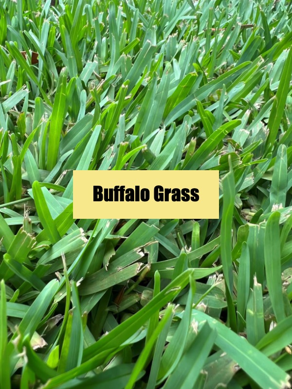 The Secret to a Perfect Lawn: Which Grass Should You Pick?