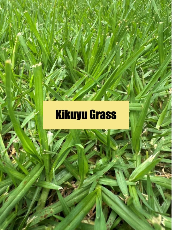 The Secret to a Perfect Lawn: Which Grass Should You Pick?