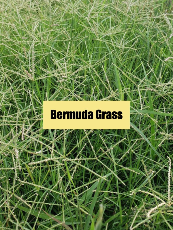 The Secret to a Perfect Lawn: Which Grass Should You Pick?