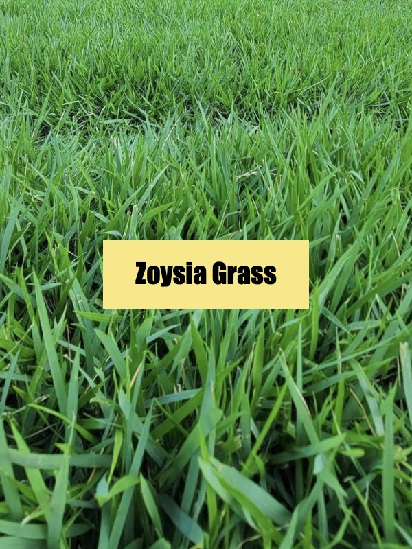 The Secret to a Perfect Lawn: Which Grass Should You Pick?