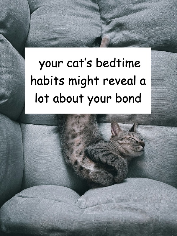 at sleeping on your pillow now? what does it mean?!