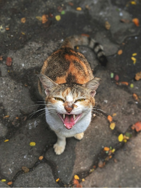 7 signs your cat is secretly disappointed in you 😬