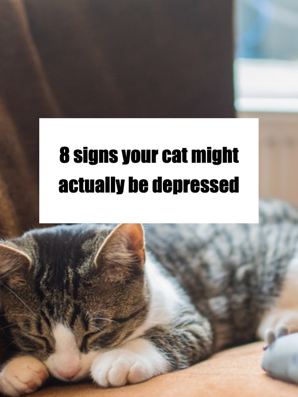cat stopped playing, grooming, and eating??