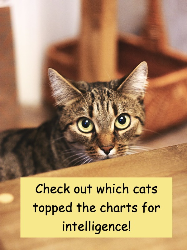 The Smartest Cats Revealed!​