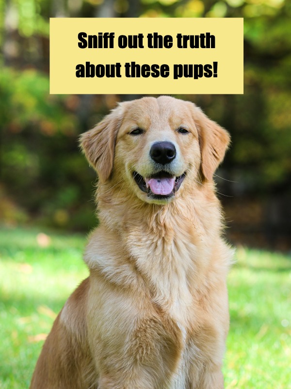  The Smelliest and Freshest Dogs Revealed!​