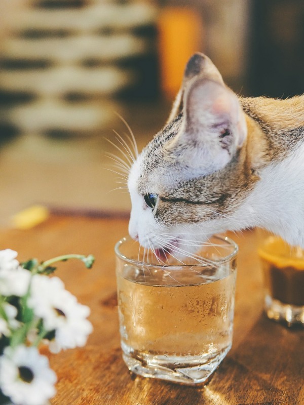 Why Does My Cat Drink from My Cup?​