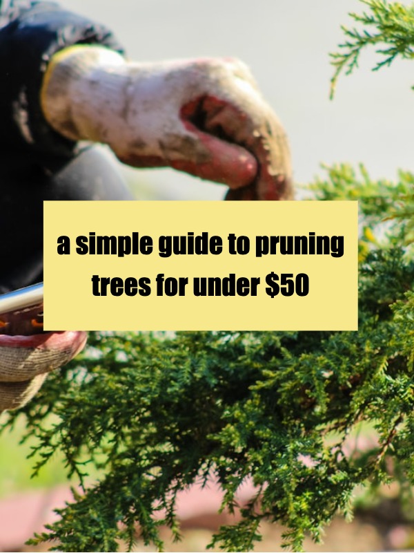 DIY tree pruning: save money, do it yourself!​