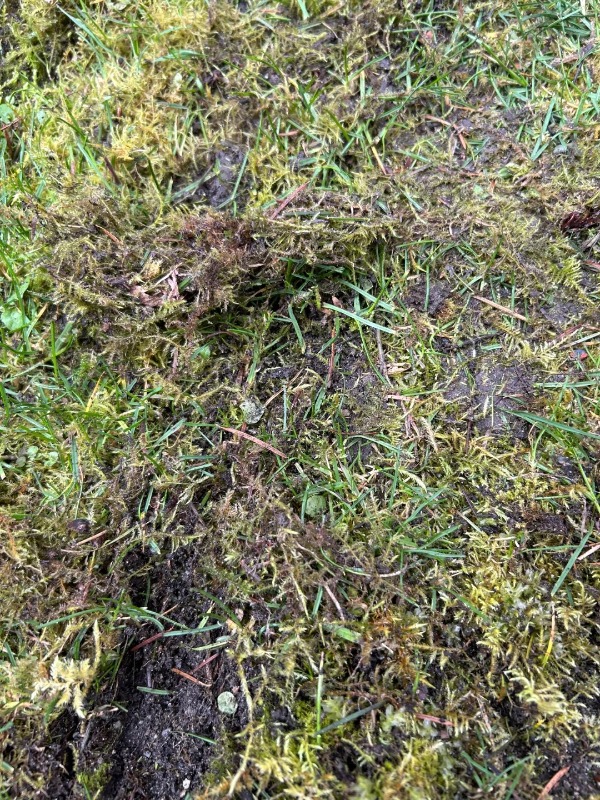 how to effectively get rid of moss in your lawn​