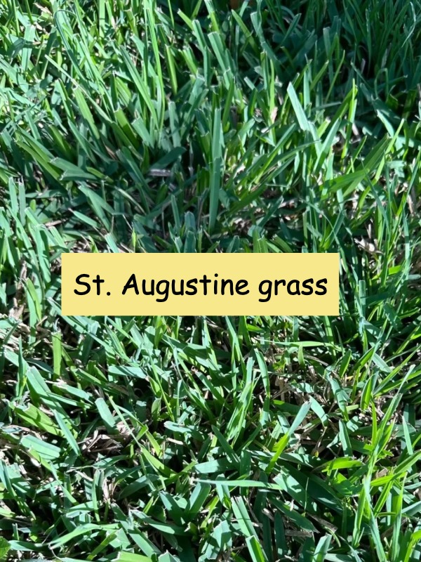 Warm-Season Grass Series: St. Augustine Grass​（1）