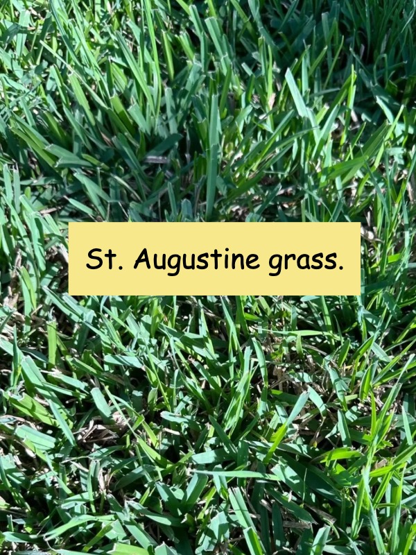 warm-season grass series: St. Augustine grass​（2）