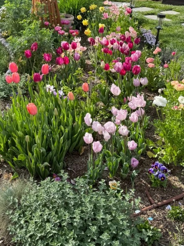 Tulips - A Perfect Fill for Early Spring Before Roses Bloom​