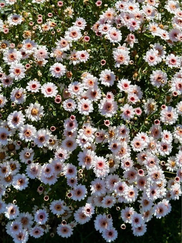Marvelous Marguerites in Spring​