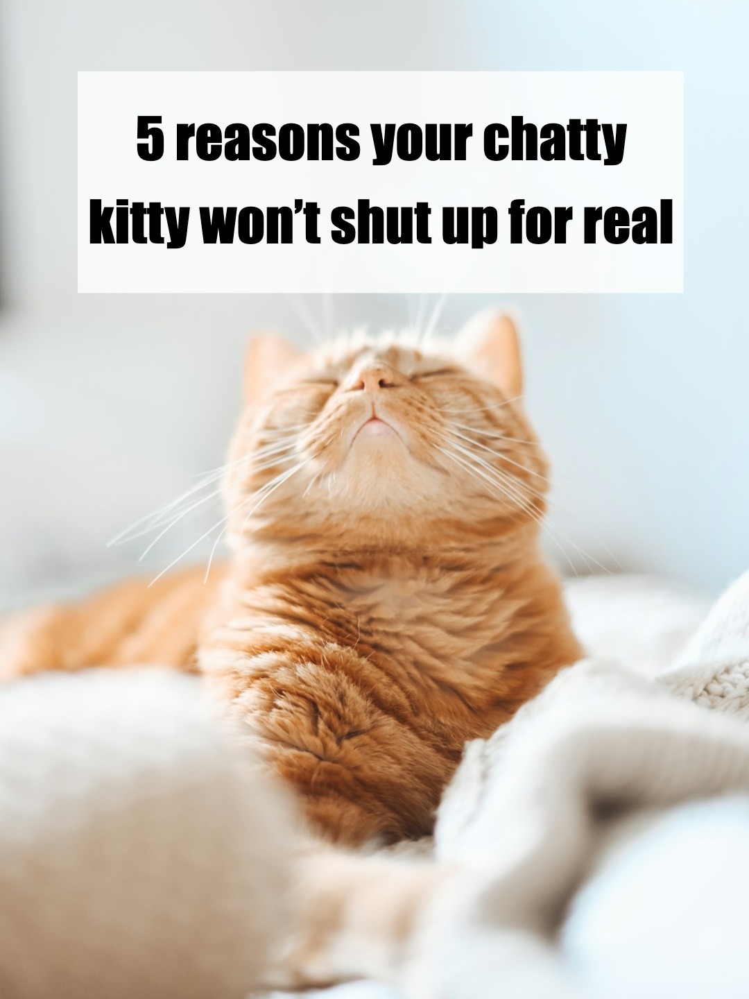 why does my cat meow nonstop like it’s an emergency??
