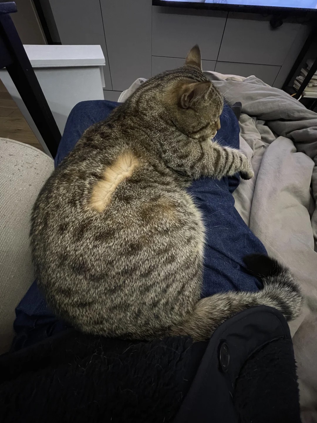 is my cat even real or did i adopt a tiny angel??