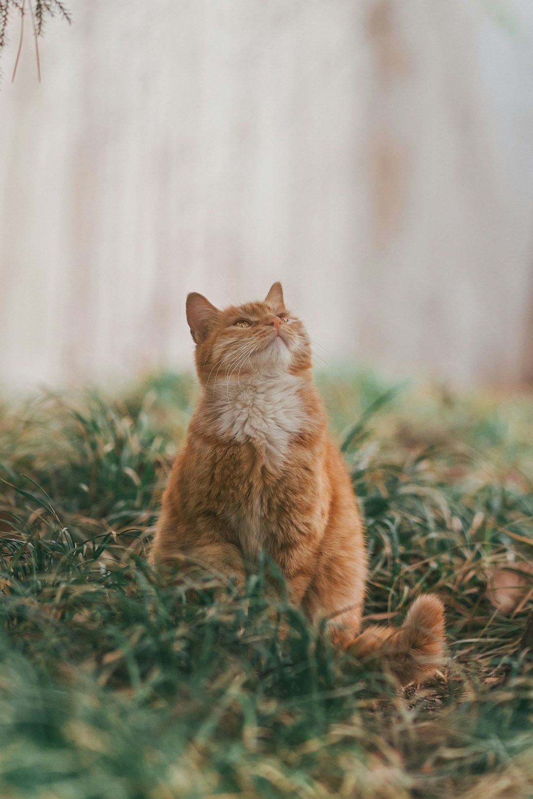 a cat's love feels more like grown-up love, huh?