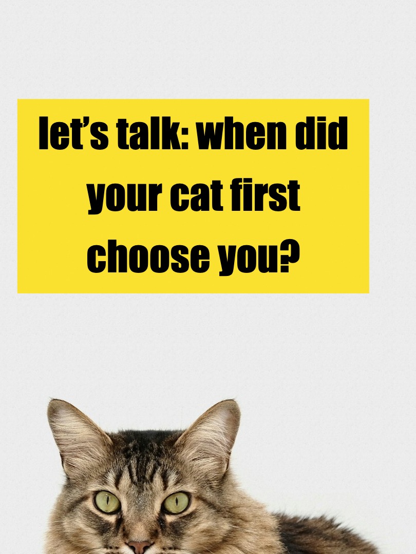 let’s talk: when did your cat first choose you?