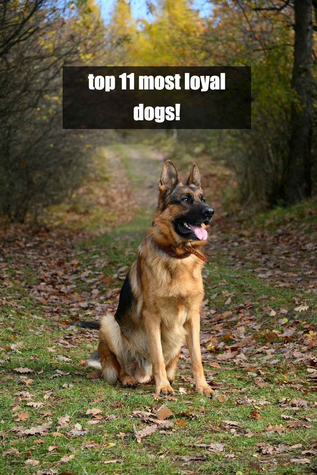 is your dog on the list? top 11 most loyal dogs!