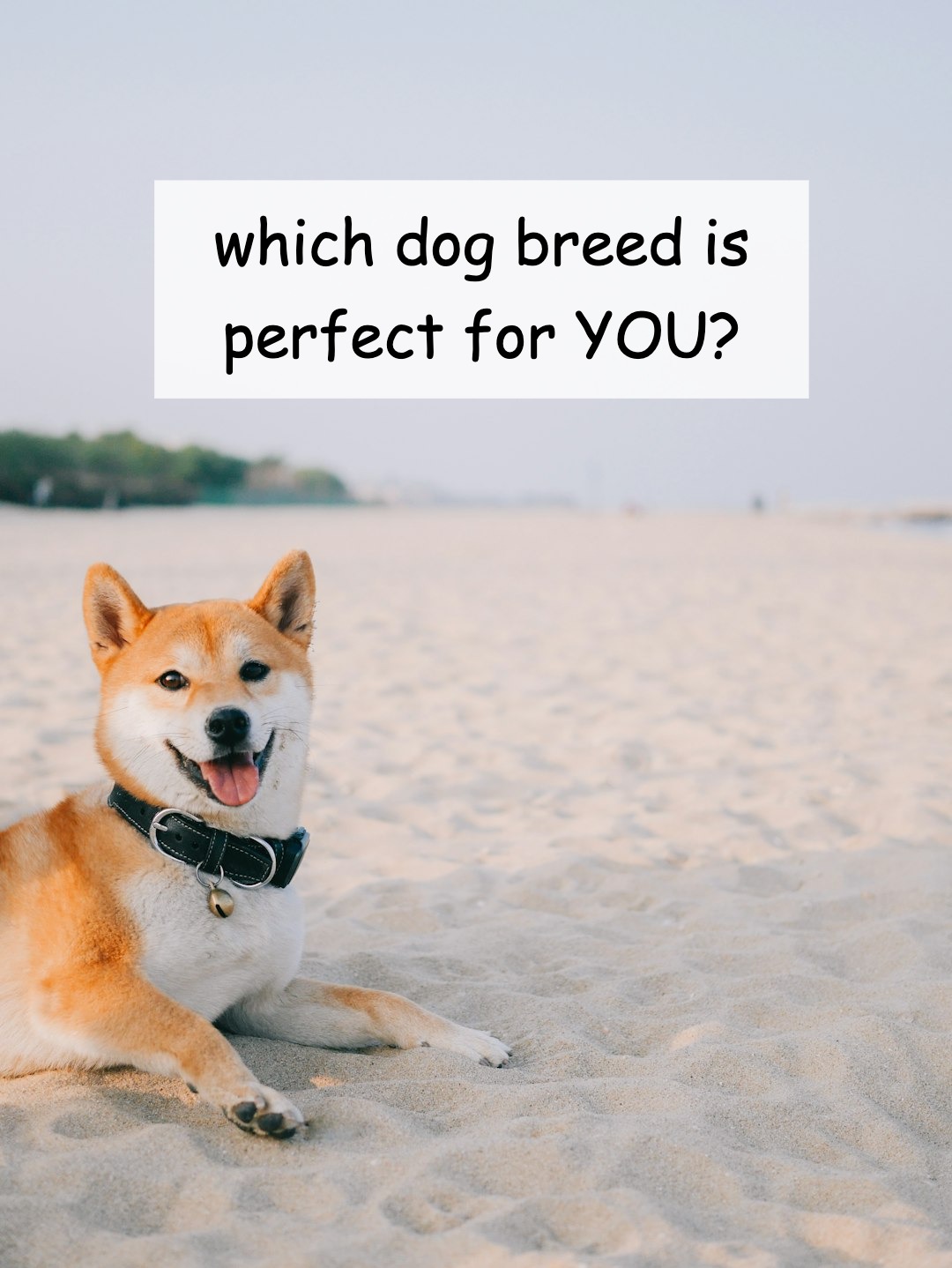 which dog breed is perfect for YOU? beginner, women, or busy?
