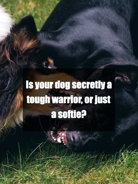 which dog breed would totally win a fight? find out!