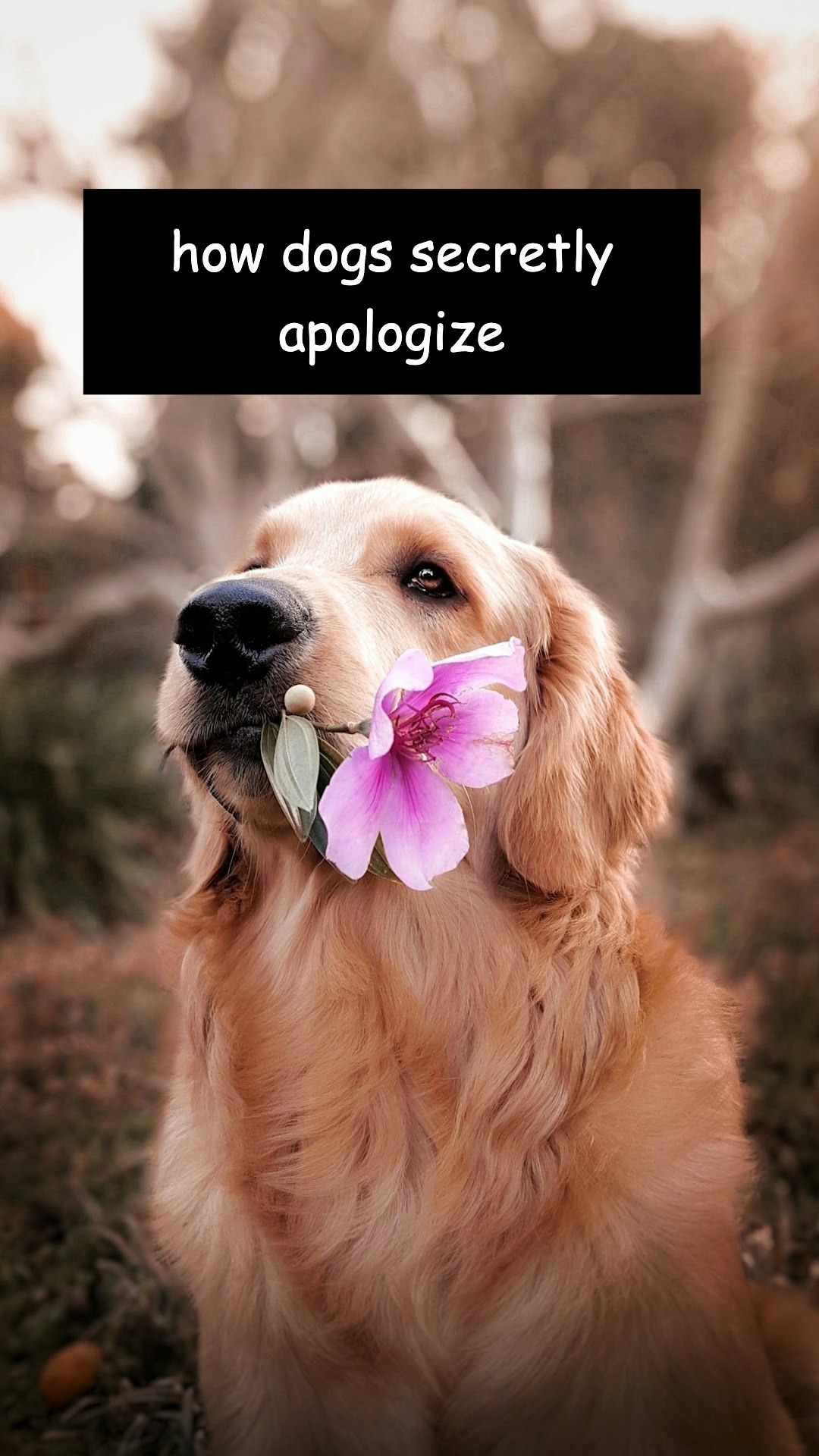 they’re not saying sorry with words… but it’s crystal clear.