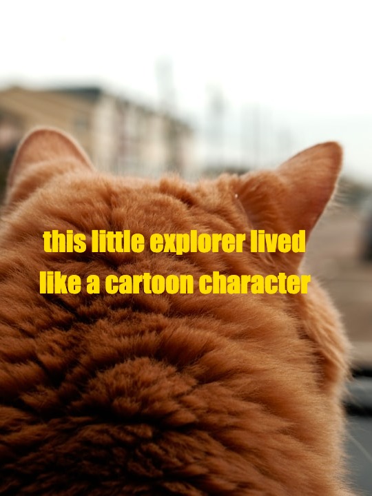 did a cat really ride the bus alone for 4 years?😭