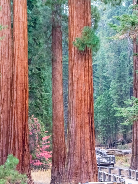 met the world’s biggest tree and had a full life reset