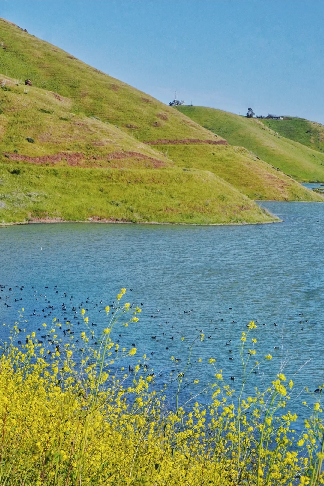 how is this bay trail full of flowers and nobody’s here??