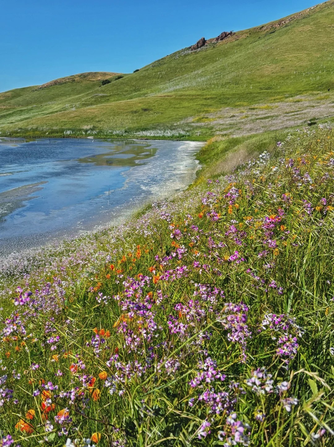 how is this bay trail full of flowers and nobody’s here??