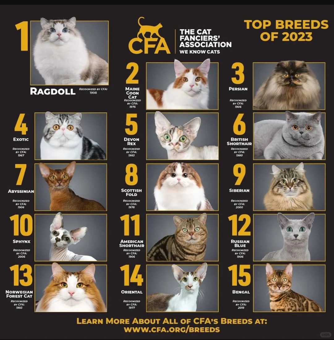 is your fave cat on this list of the top 10 breeds?
