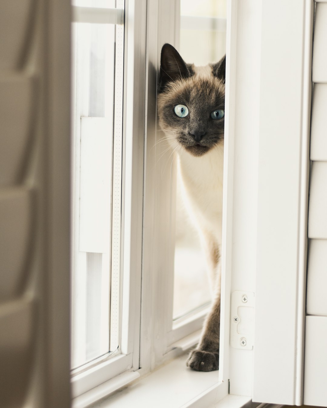 is your cat on this wild list of dog-level loyal breeds?