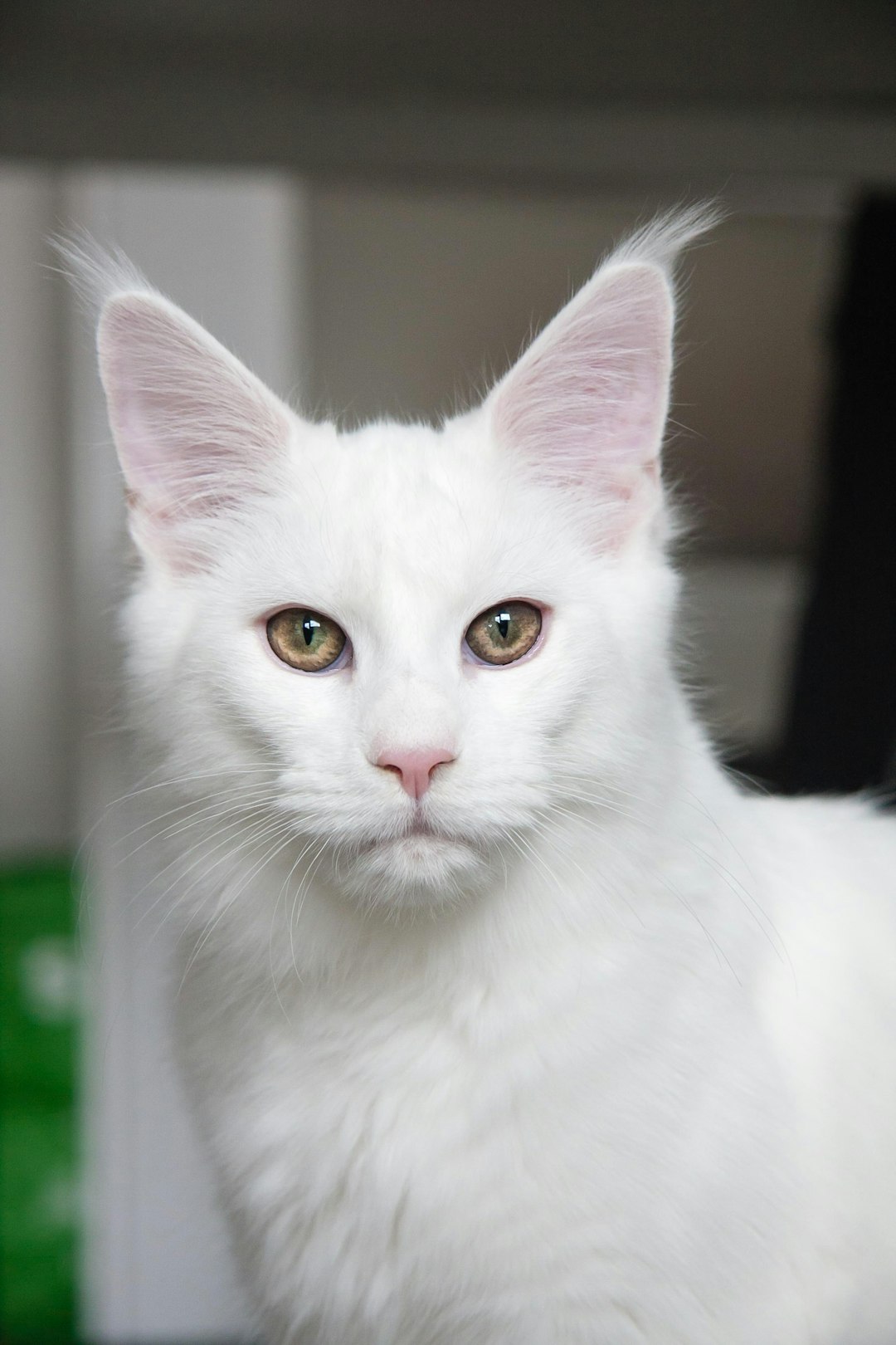 is your cat on this wild list of dog-level loyal breeds?