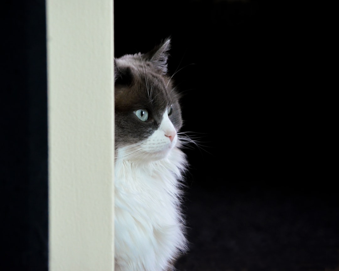 is your cat on this wild list of dog-level loyal breeds?