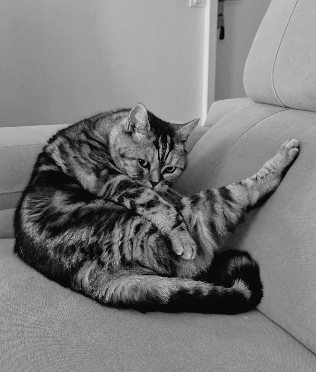 is your cat on this wild list of dog-level loyal breeds?