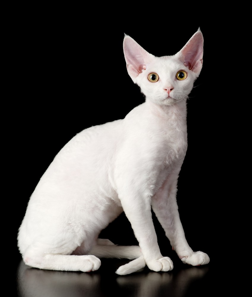 is your cat on this wild list of dog-level loyal breeds?
