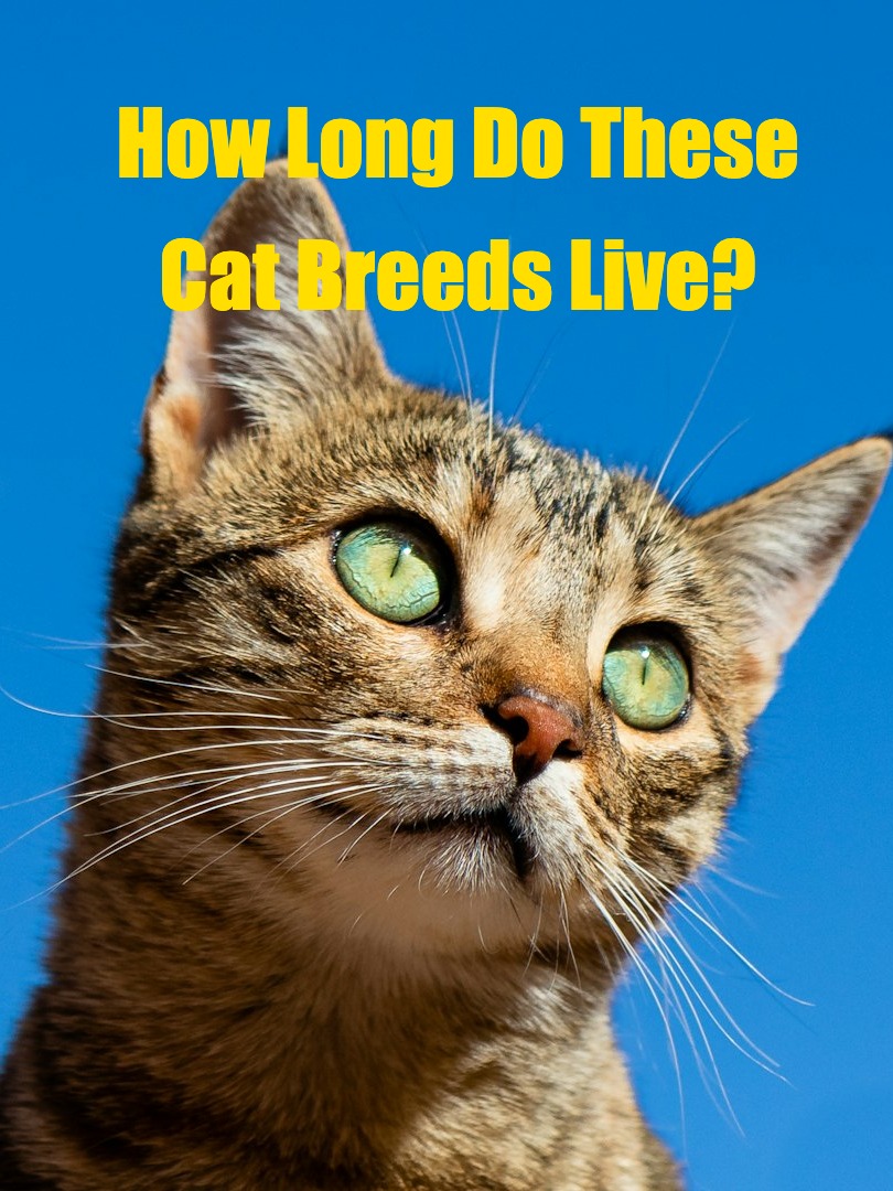 ​​🔥 Feline Lifespan Guide: How long do these cat breeds live?​