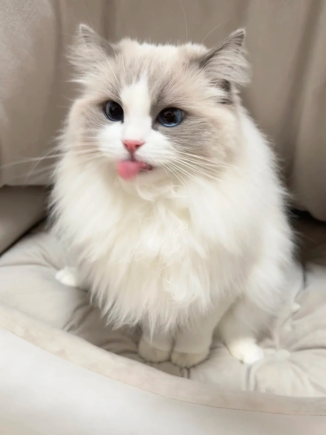 Proof Your Kitten is Well - Fed!​