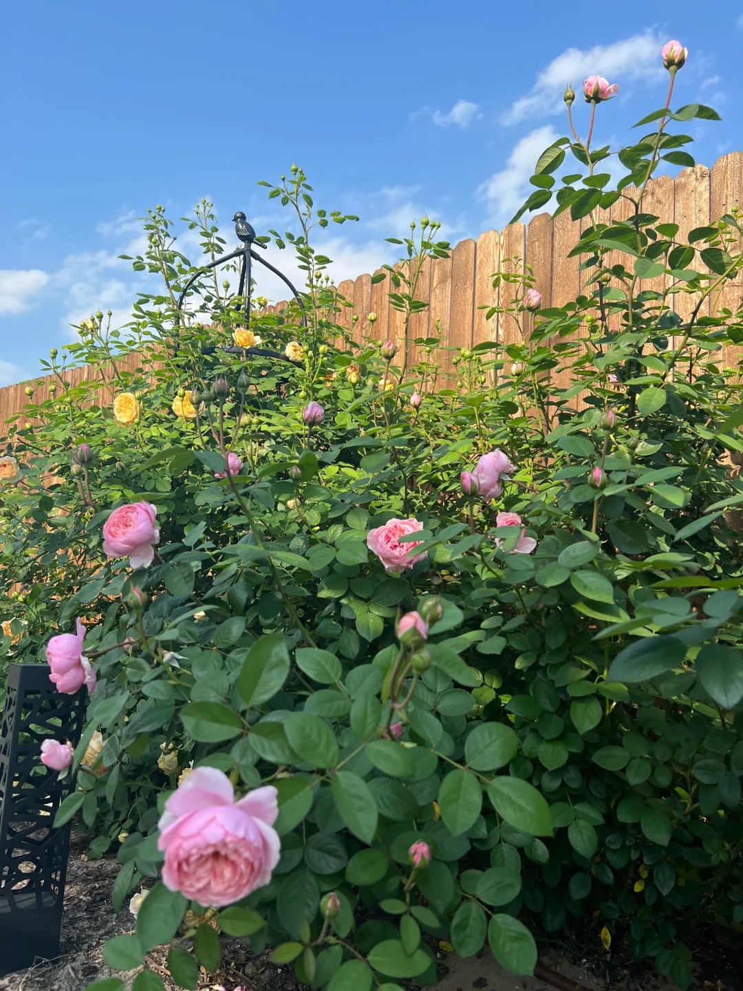 dallas spring is treating us (and our flowers) so well