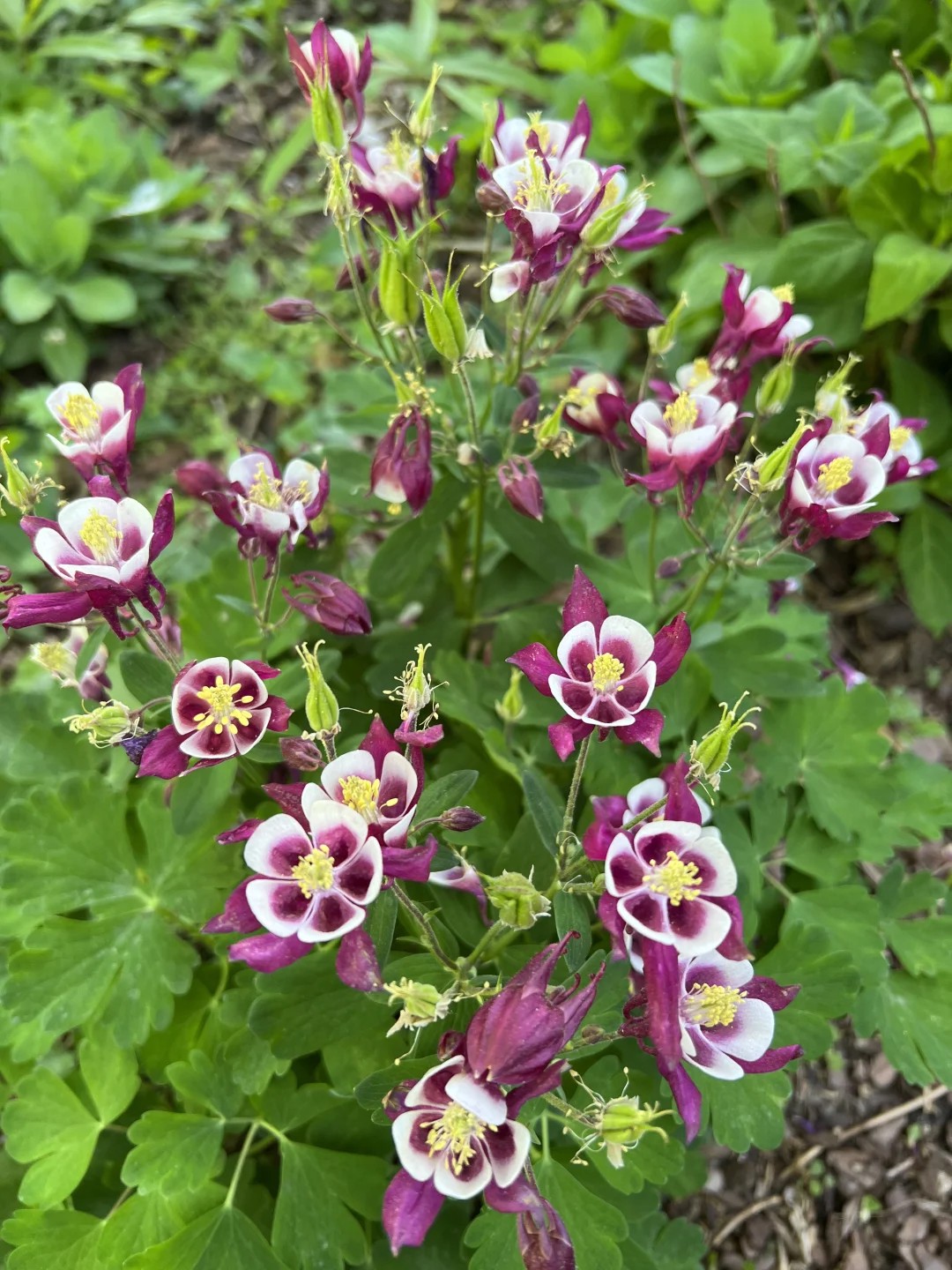 moved the tulips, pulled weeds, now it's magic