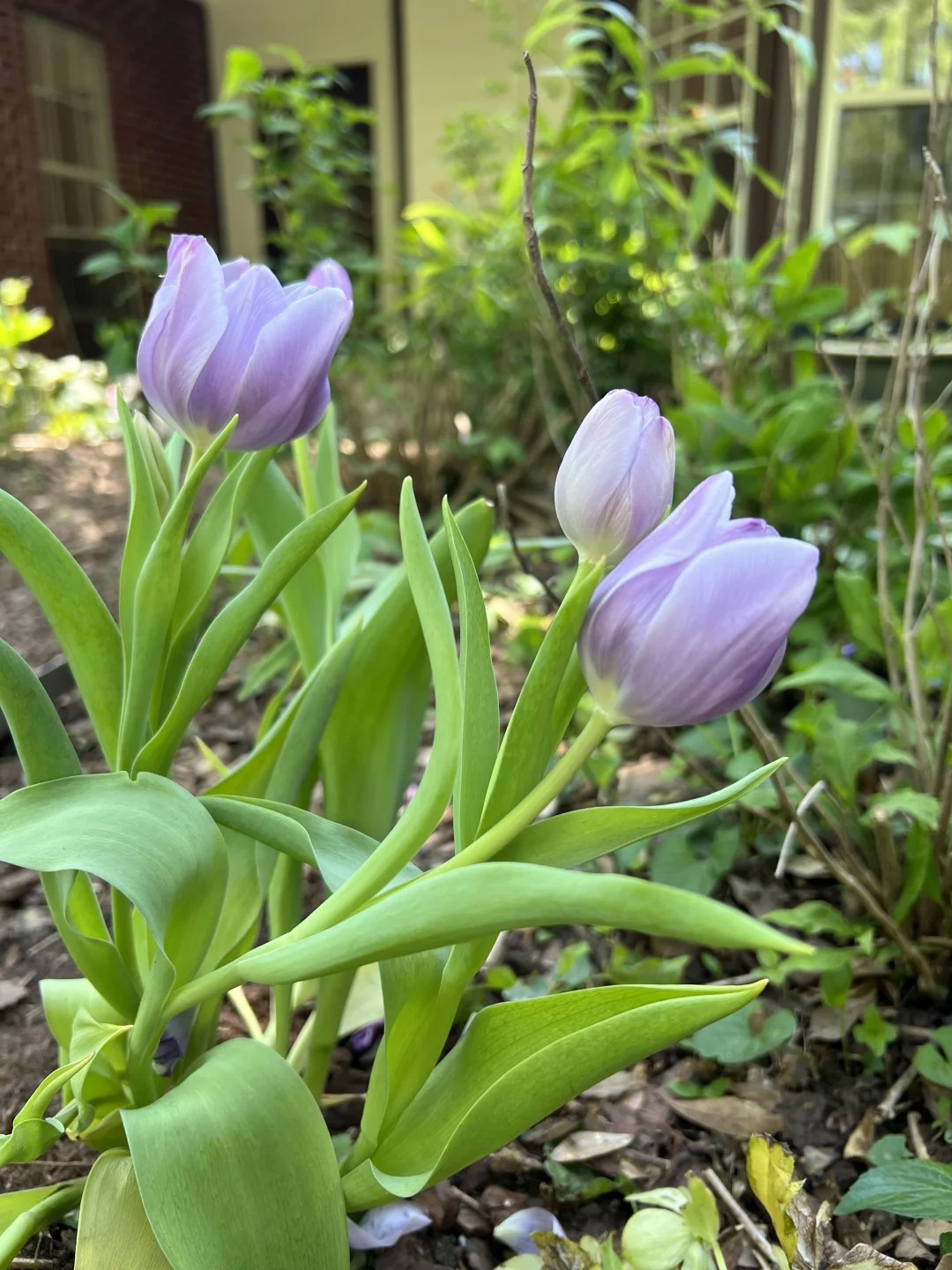moved the tulips, pulled weeds, now it's magic
