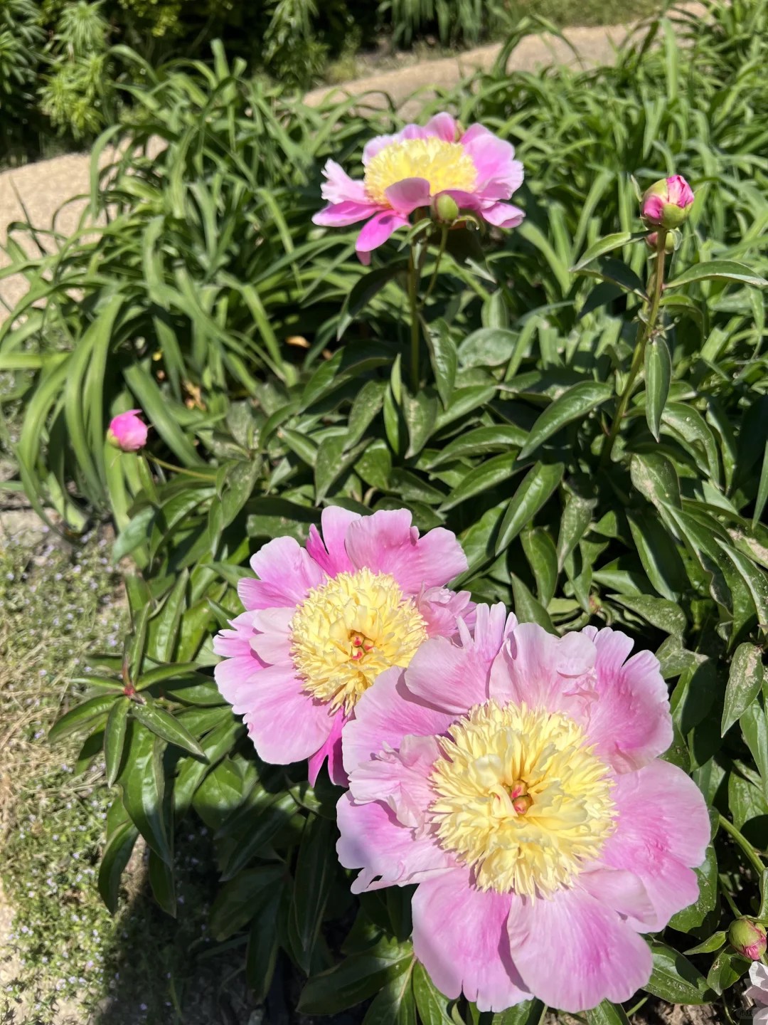 moved the tulips, pulled weeds, now it's magic