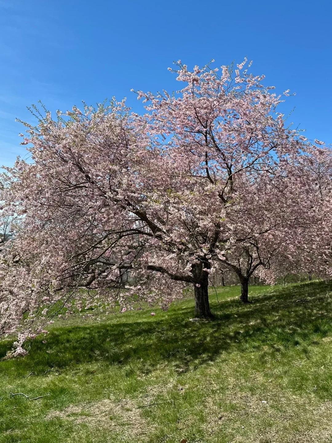 is this the greenest spring spot near boston??