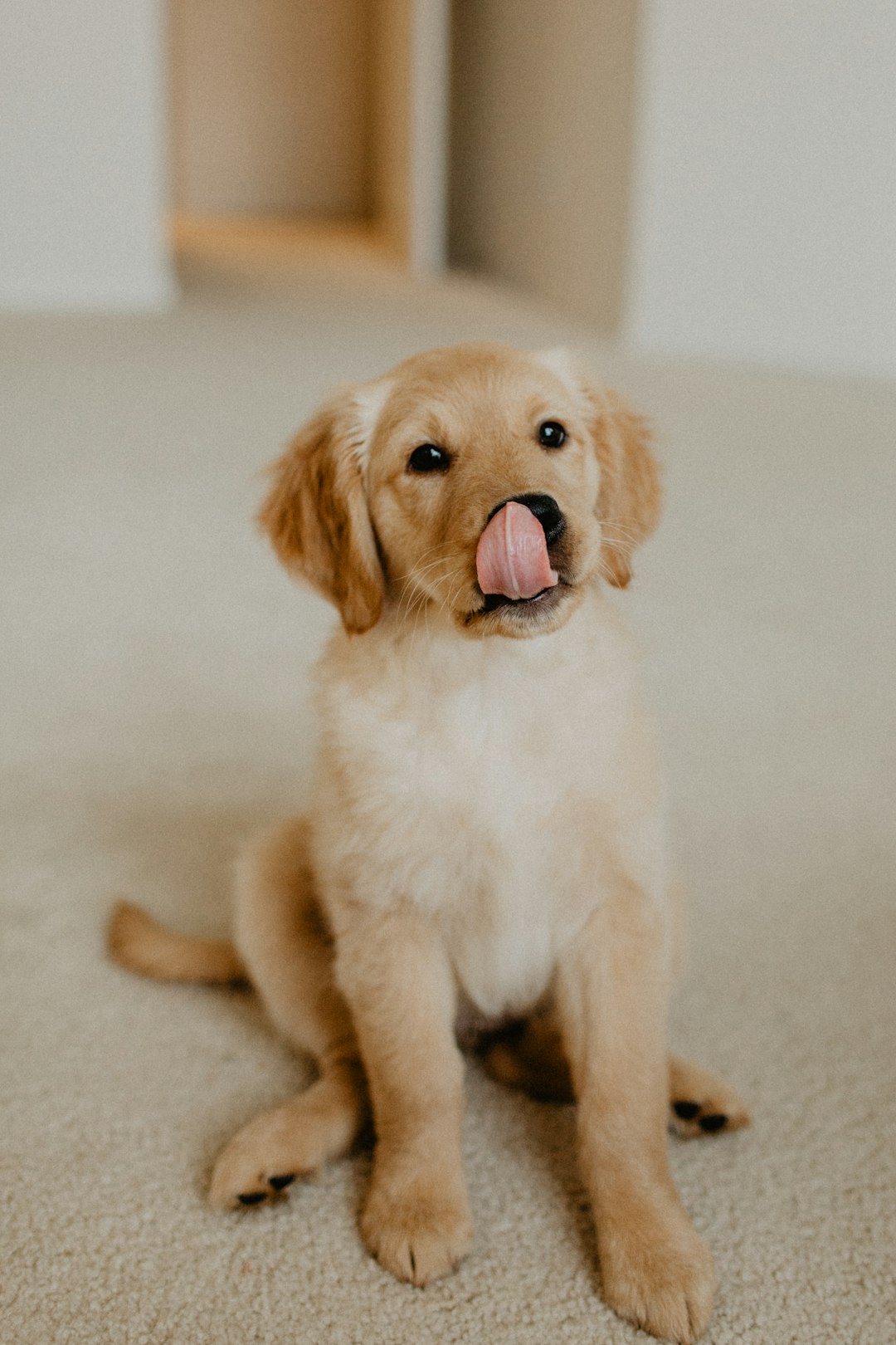 6 signs your pup missed you way more than you thought 🐶