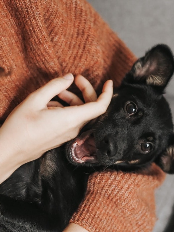 6 weirdly sweet signs your pup thinks you're their mom 🐶💗