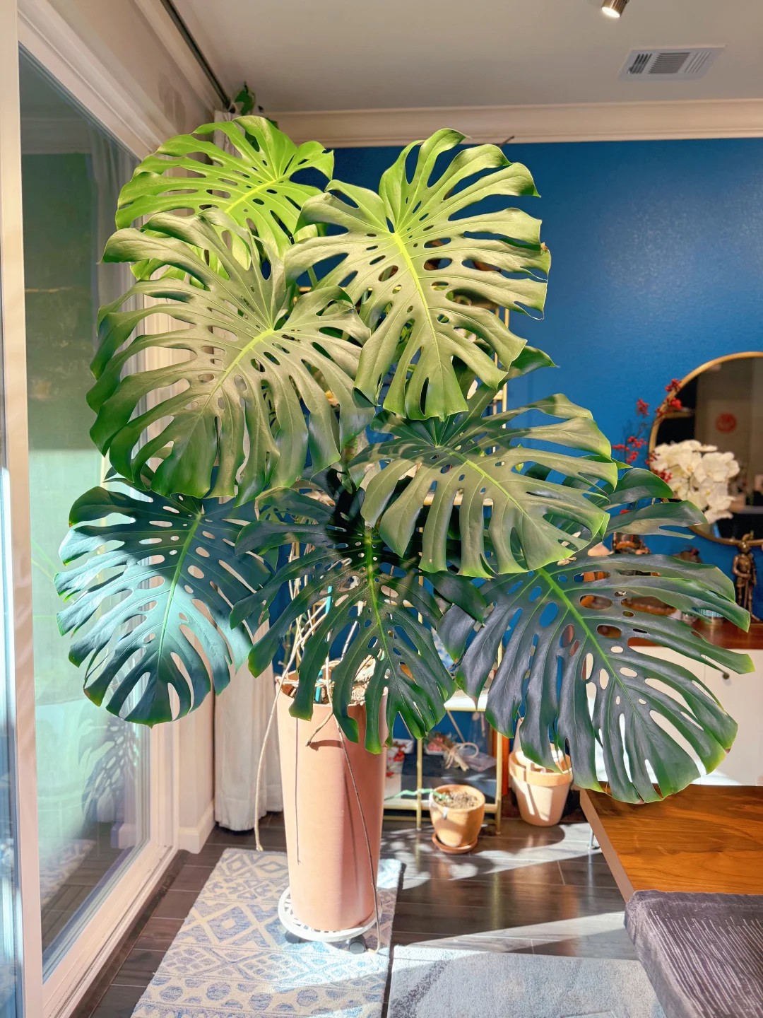 Four Years Later vs. Four Years Ago: The Art of Monstera Care 🪴​